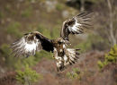 Golden Eagle